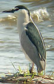 Bird That Sounds Like A Squeaky Toy At Night Bihoreau A Couronne Noire Black Crown Night Heron Nycticorax Nycticorax Pretty Birds Heron Birds
