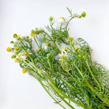 The dried calyces are used to make hibiscus tea. That Cheese Plate S Guide To Edible Flowers That Cheese Plate