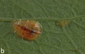 Image result for Hilsenbergia petiolaris