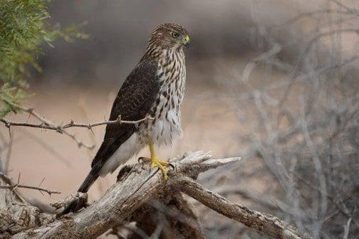 The Cooper's Hawk | Wetlands Park Friends
