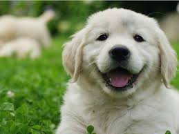 Cría del perro y de algunos mamíferos, como el león, el lobo, el oso, etc. Dicas Para Cuidar De Filhotes De Cachorro Matsuda Pet