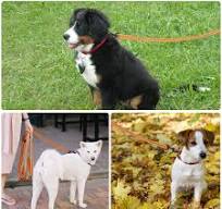 Extendable COMSLE Long Leads For Dog Training, 3m/5m/10m/15m/20m Strong  Extra Long Dog Lead