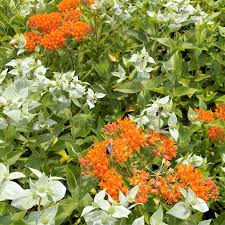 Image result for Asclepias albens