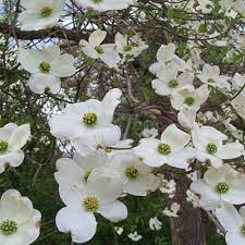 Maybe you would like to learn more about one of these? 5 Best Trees For Small Spaces In Your Dayton Landscape Arbor Experts Tree Care In Dayton Oh