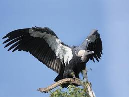 Afghanistan, bangladesh, bhutan, brunei darussalam, cambodia, india, iran, islamic republic of, myanmar, nepal, pakistan, russian federation. Endangered Animals 10 The White Rumped Vulture Steemit