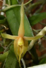 Image result for Angraecum moandense