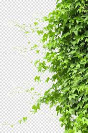 Green Leafed Plant Vine Tree Branch Creeper Transparent Background Png Clipart In 2021 Grape Tree Trees To Plant Creepers Plants