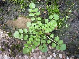 When looking at how to control chickweed, consider the best approach. Hairy Bittercress Cardamine Hirsuta Lawn Weeds The Lawn Man