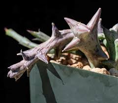 Image result for Orbea schweinfurthii