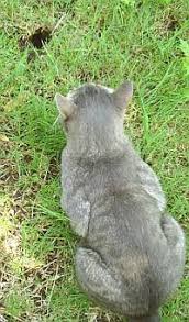 Gophers can be a nuisance for gardens, lawns and trees. How To Get Rid Of Gophers Again