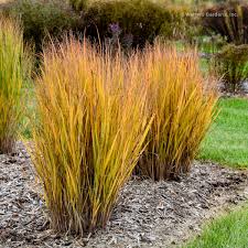 Image result for Panicum pilgeri