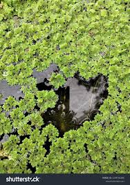 Image result for Azolla filiculoides