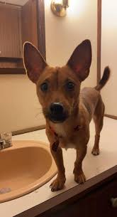 If you found this cute dog please call Monica Barrera or Monique Barrera at  432-238-5518 or 432-352-5488 and if you find him will give you $500 award  and his name is Teddy