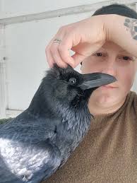 How to Get A Pet Permit for A Raven