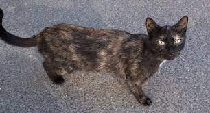 Is My Cat Too Skinny How To Check What To Do