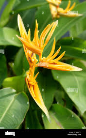 Image result for Strelitziaceae