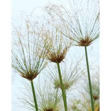 Image result for Cyperus longus