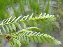 Image result for Phyllanthus udoricola