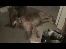 My Golden Retriever Having A Seizure Youtube