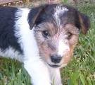 Smooth Fox Terrier Dog Breed Information