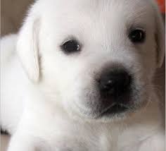 Feel free to browse hundreds of active classified puppy for sale listings, from dog breeders in pa and the surrounding areas. White Labra Dog Photo Cuteanimals