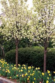 5 Tips For Choosing The Best Trees To Plant In Your Yard Dwarf Trees For Landscaping Trees For Front Yard Shade Trees