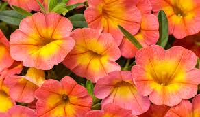As blooms age, they turn pink. All Eyes On 2021 Greenhouse Product News
