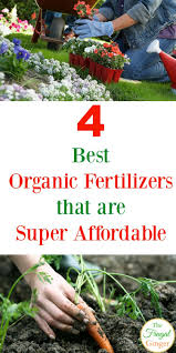 Maybe you would like to learn more about one of these? Best Organic Fertilizers For Your Garden Organic Vegetable Garden Organic Fertilizer Growing Organic Tomatoes