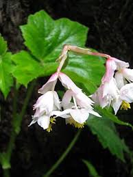 Image result for Begoniaceae