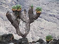 Image result for Dendrosenecio