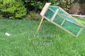 Feral cat populations can grow to unhealthy and dangerous proportions if not regulated. How To Build A Drop Trap Cat Traps Cat Feeding Station Outdoor Cat Shelter