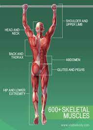 Muscle diagram, most important muscles of an athletic black man, anterior and posterior view, male body. Muscular System Learn Muscular Anatomy