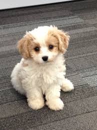 Cavachon puppies for sale from local cavachon breeders. Pin On 4everpuppies