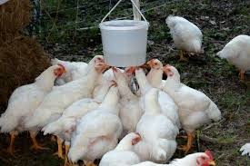 I can expect to have birds dressed out around 5 or 6 pounds each at about 8 weeks of age. Making The Best Of Raising Cornish Rock Cross Chickens Forum At Permies