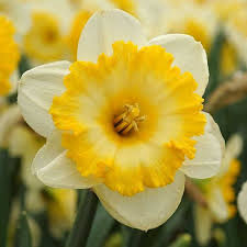 Bright Sun Daffodil Daffodils Garden Bulbs Bulb Flowers