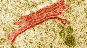 It is absent in prokaryotic cell and present in all eukaryotic cell except rbc, spermatozoa of bryophytes, pteridophytes. Golgi Apparatus Definition Function Location Facts Britannica