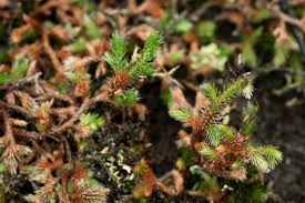 Image result for Selaginella dregei