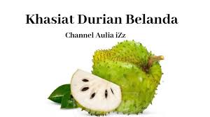 Ia mengandungi sebatian yang berpotensi beracun seperti anonaine, asid hydrocyanic, dan muricine. Viral Ilmu Bermanfaat Apakah Khasiat Buah Durian Belanda Jom Lihat Khasiatnya Youtube
