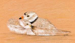 Birds Of A Feather Lyrics Mandolin Orange Pin On My Colored Pencil Drawings