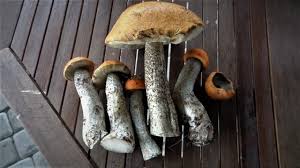 Grzyby zasiedlają wiele środowisk na ziemi. Prawdziwki Podgrzybki Zajaczki Kozlaki To Bylo Grzybobranie Pierwsze Grzyby Sa W Lasach Zobacz Jakie Grzyby Mozna Znalezc 15 07 2021 Dziennik Lodzki