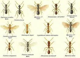 Invasion Of Ants How To Exterminate Them Naturally Types Of Ants Ants Tiny Ants