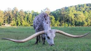 Alabama Poncho Via The Steer With Horns Wider Than The Statue Of Liberty S Head Breaks Record For World S Longest Horns Longhorn Cattle Animals Animals Beautiful