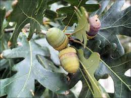 The bark is used to make medicine. White Oak Natural Resource Stewardship