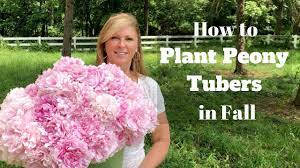 You don't want to plant them too deep, otherwise the peony flowers won't bloom. How To Plant Peony Tubers In Fall Youtube