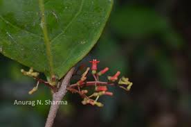 Image result for Helixanthera