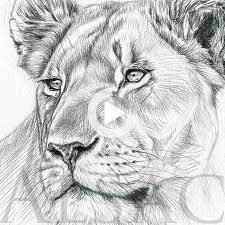 comment dessiner lionne tutorial dessin animaux dessin d animal dessin crocodile dessins realistes au crayon