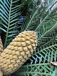 Image result for Droguetia ambigua