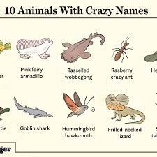 20 Animals With Ridiculously Funny Names
