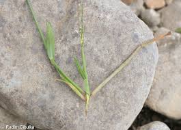 Image result for Digitaria appropinquata