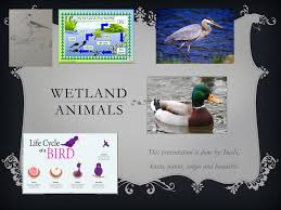We did not find results for: Ppt Wetland Animals Powerpoint Presentation Free Download Id 2187110